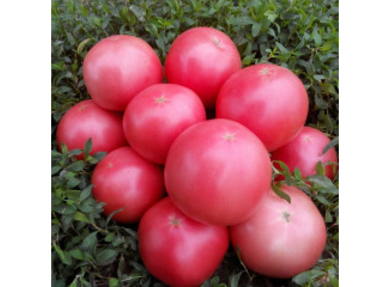 Семена индетерминантного томата 1810 F1, ранняя новинка!!!, (250 нас.) Lark Seeds